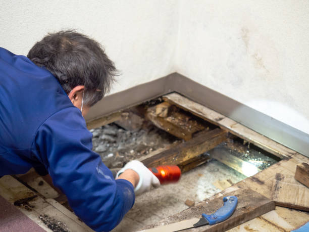 Best Commercial Mold Removal  in Bear Creek Ranch, TX