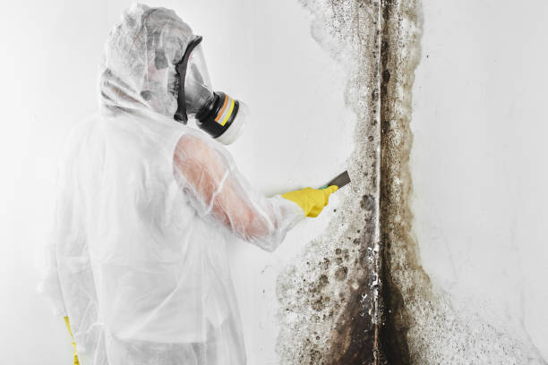 Best Local Mold Removal Service  in Bear Creek Ranch, TX