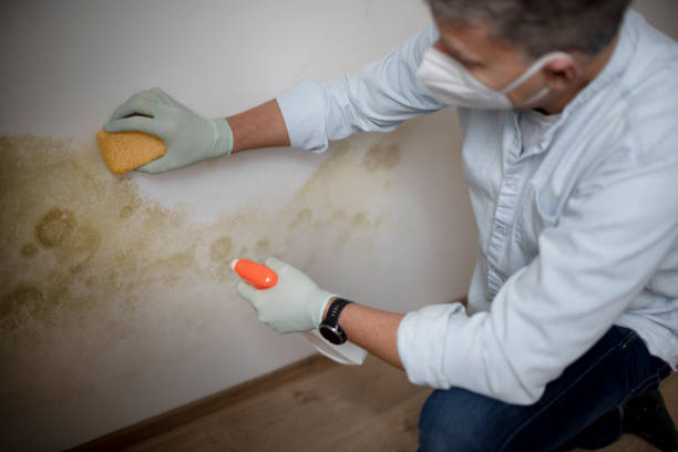 Best Mold Removal Company Near Me  in Bear Creek Ranch, TX