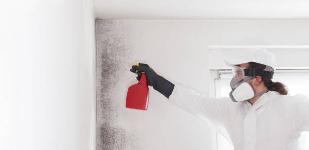 Best Commercial Mold Removal  in Bear Creek Ranch, TX