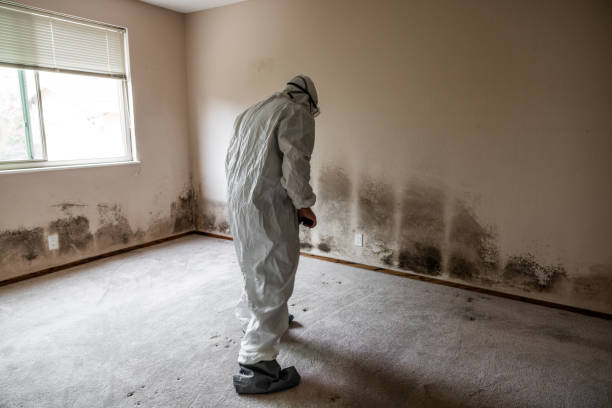 Best Same-Day Mold Removal  in Bear Creek Ranch, TX