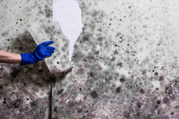 Best Professional Mold Removal  in Bear Creek Ranch, TX