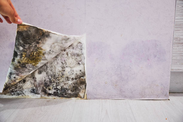 Mold Removal and Inspection in Bear Creek Ranch, TX